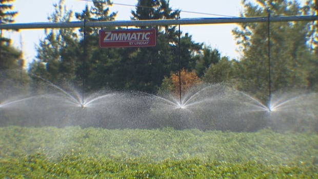 ‘Hope is diminishing for this year’: P.E.I. potato farmers brace for crop losses due to lack of rain